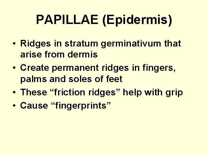 PAPILLAE (Epidermis) • Ridges in stratum germinativum that arise from dermis • Create permanent