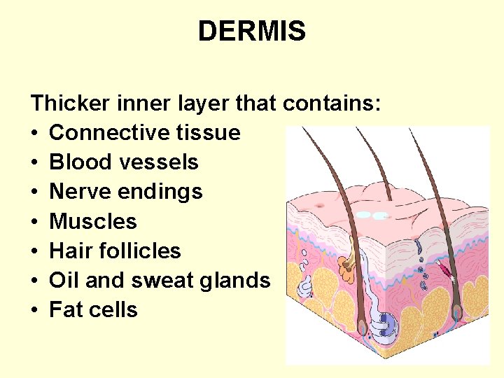 DERMIS Thicker inner layer that contains: • Connective tissue • Blood vessels • Nerve
