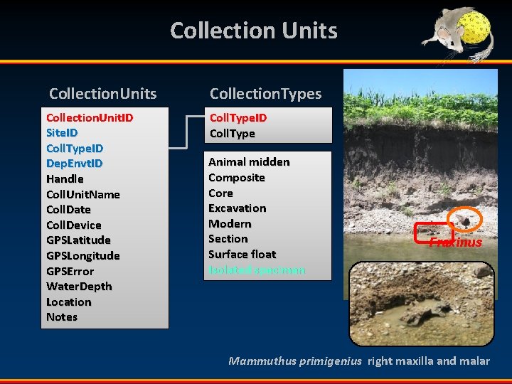 Collection Units Collection. Types Collection. Unit. ID Site. ID Coll. Type. ID Dep. Envt.