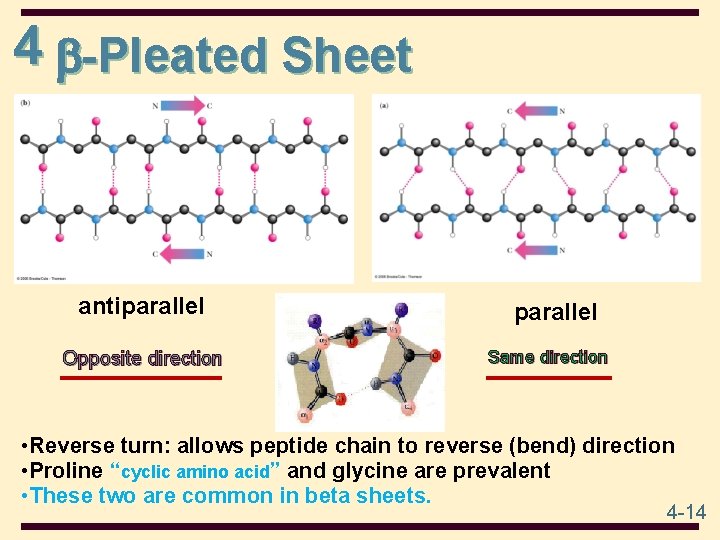 4 -Pleated Sheet antiparallel Opposite direction parallel Same direction • Reverse turn: allows peptide