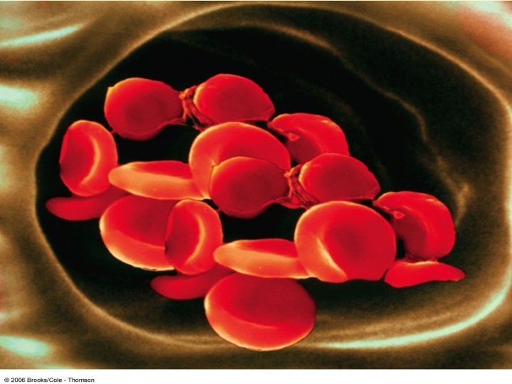 4 Biochemistry by Mary K. Campbell & Shawn O. Farrell 4 -2 