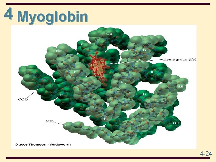 4 Myoglobin 4 -24 