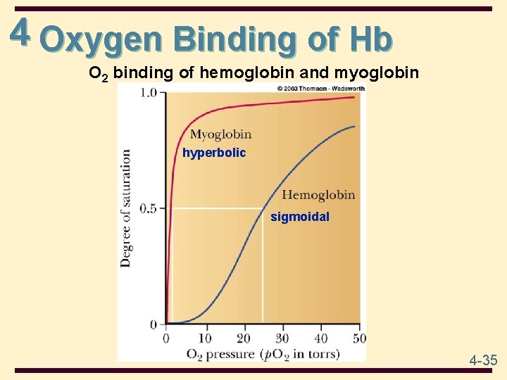4 Oxygen Binding of Hb O 2 binding of hemoglobin and myoglobin hyperbolic sigmoidal