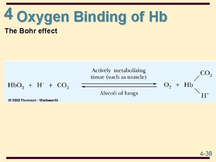 4 Oxygen Binding of Hb The Bohr effect 4 -38 