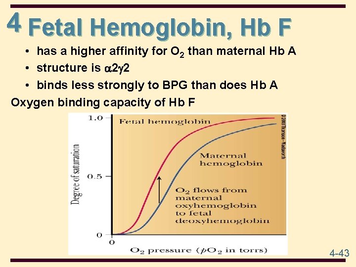 4 Fetal Hemoglobin, Hb F • has a higher affinity for O 2 than