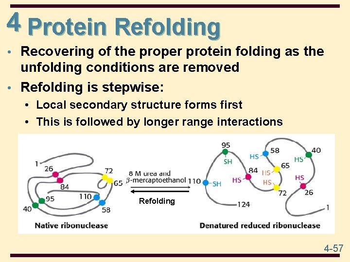 4 Protein Refolding • Recovering of the proper protein folding as the unfolding conditions