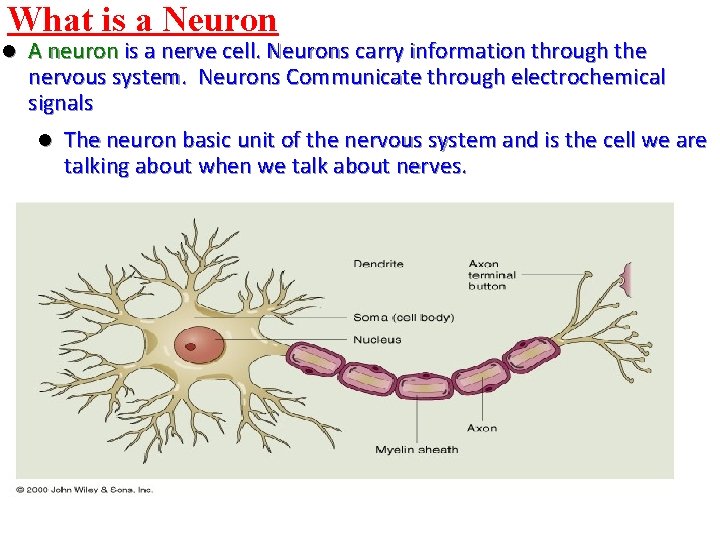 What is a Neuron l A neuron is a nerve cell. Neurons carry information
