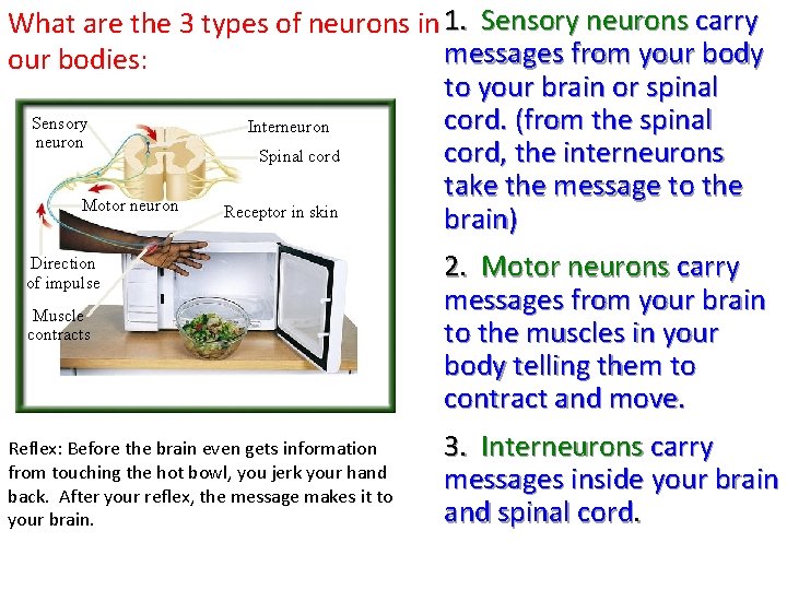 What are the 3 types of neurons in 1. Sensory neurons carry messages from