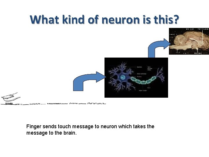 What kind of neuron is this? Finger sends touch message to neuron which takes