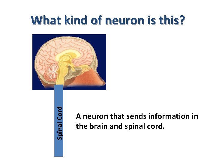 Spinal Cord What kind of neuron is this? A neuron that sends information in