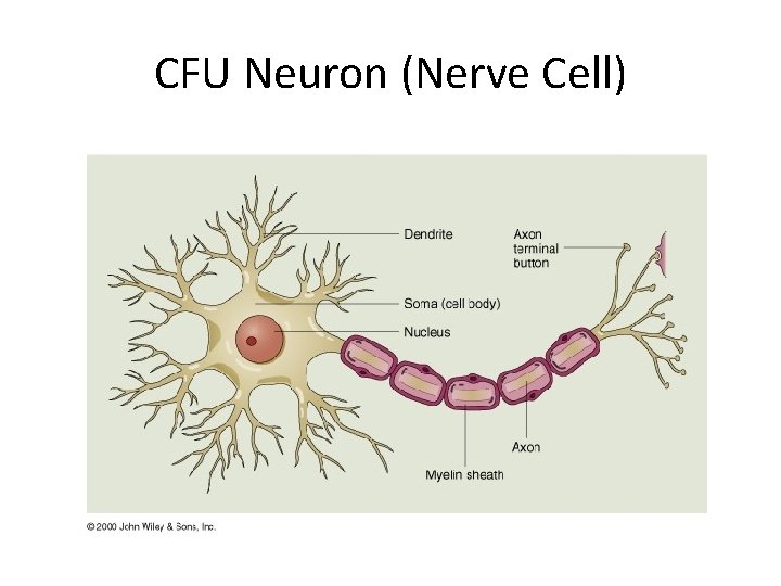 CFU Neuron (Nerve Cell) 