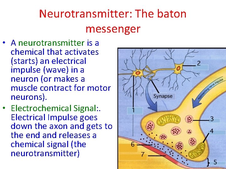 Neurotransmitter: The baton messenger • A neurotransmitter is a chemical that activates (starts) an