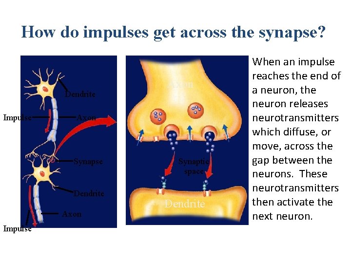 How do impulses get across the synapse? Dendrite Impulse Axon Synapse Dendrite Axon Impulse