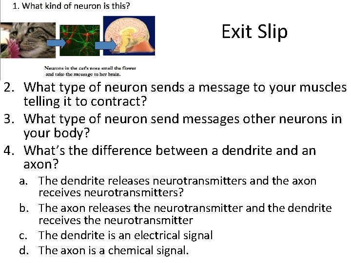 Exit Slip 2. What type of neuron sends a message to your muscles telling