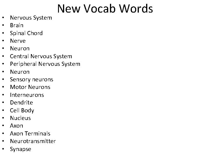  • • • • • New Vocab Words Nervous System Brain Spinal Chord