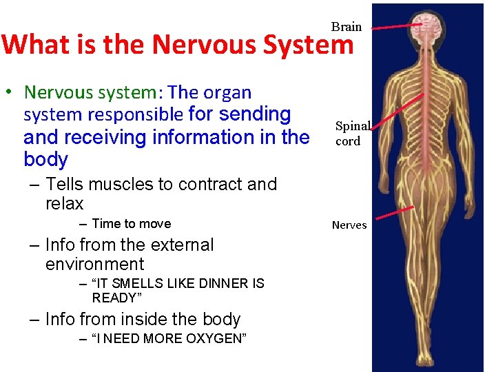 Brain What is the Nervous System • Nervous system: The organ system responsible for