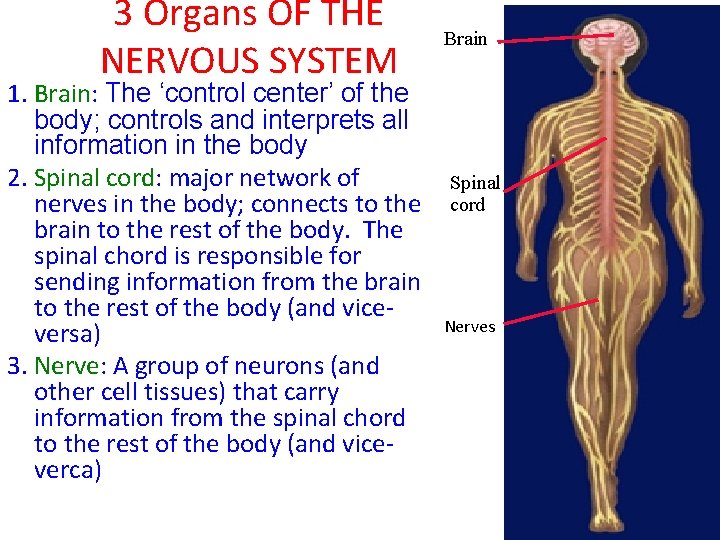 3 Organs OF THE NERVOUS SYSTEM 1. Brain: The ‘control center’ of the body;