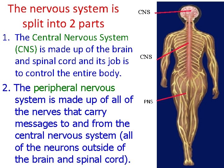 The nervous system is split into 2 parts 1. The Central Nervous System (CNS)