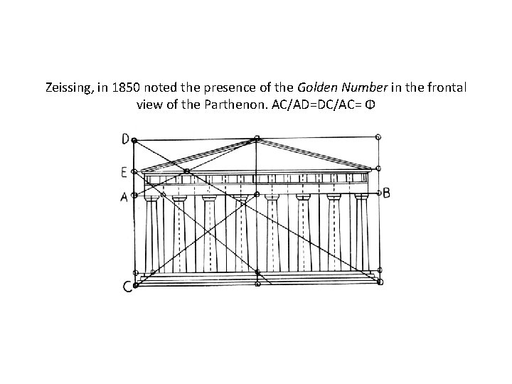 Zeissing, in 1850 noted the presence of the Golden Number in the frontal view Zeissing, in 1850 noted the presence of the Golden Number in the frontal view