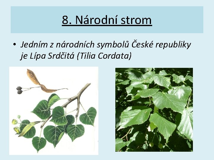 8. Národní strom • Jedním z národních symbolů České republiky je Lípa Srdčitá (Tilia