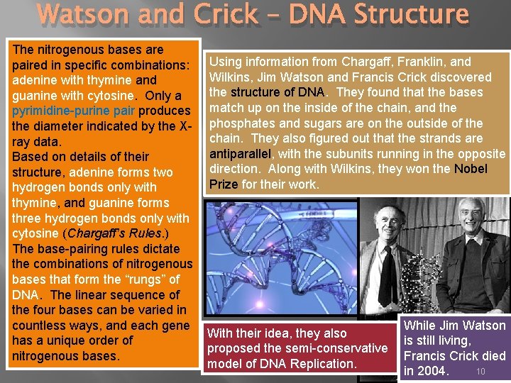 Watson and Crick – DNA Structure The nitrogenous bases are paired in specific combinations: