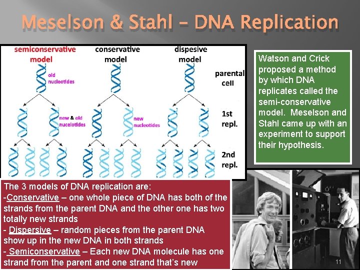 Meselson & Stahl – DNA Replication Watson and Crick proposed a method by which