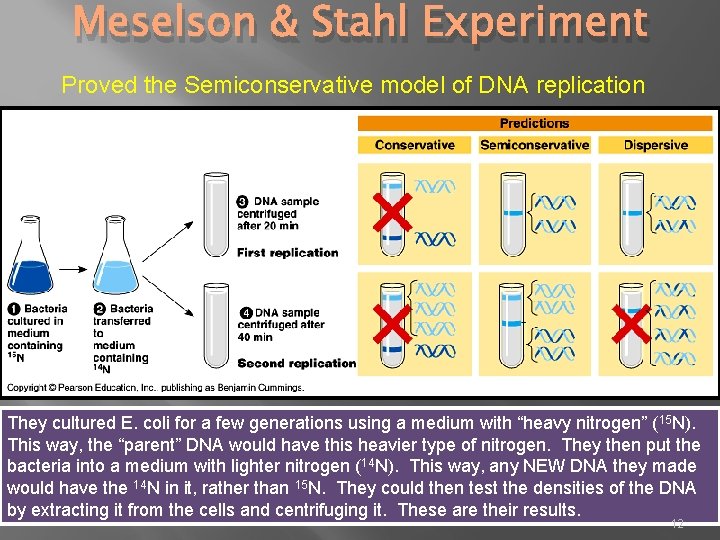 Meselson & Stahl Experiment Proved the Semiconservative model of DNA replication They cultured E.