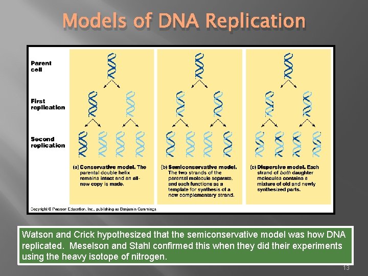 Models of DNA Replication Watson and Crick hypothesized that the semiconservative model was how
