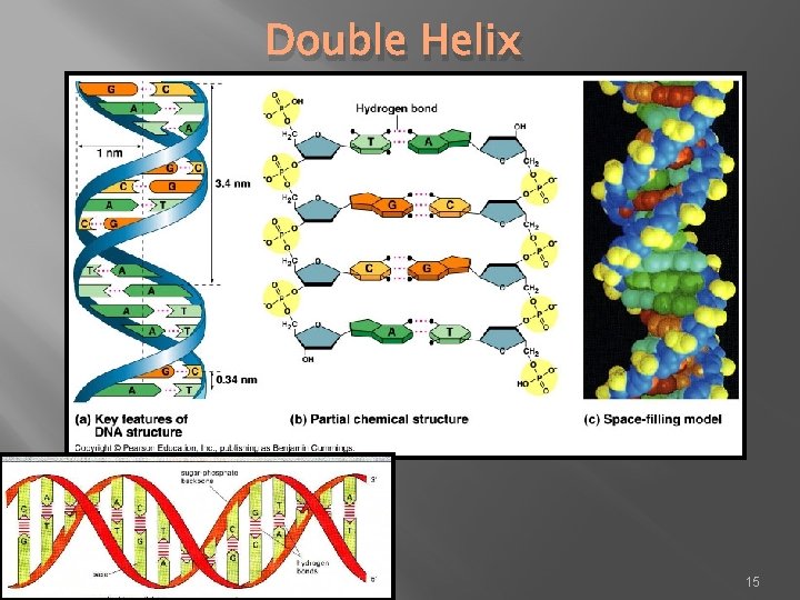 Double Helix 15 