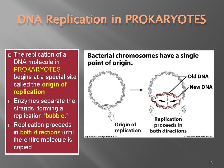 DNA Replication in PROKARYOTES The replication of a DNA molecule in PROKARYOTES begins at