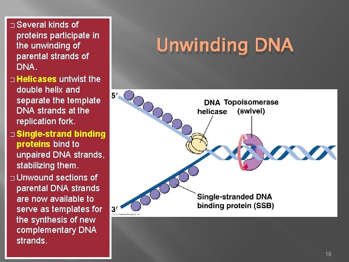 � Several kinds of proteins participate in the unwinding of parental strands of DNA.