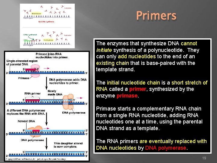 Primers The enzymes that synthesize DNA cannot initiate synthesis of a polynucleotide. They can