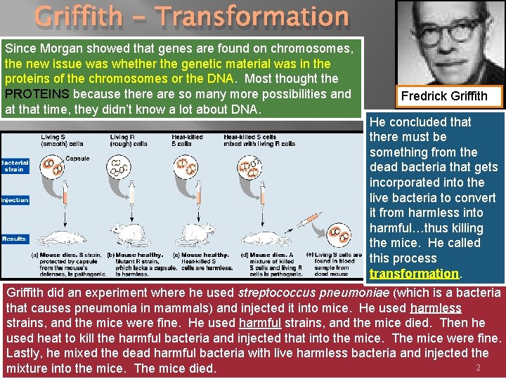 Griffith - Transformation Since Morgan showed that genes are found on chromosomes, the new