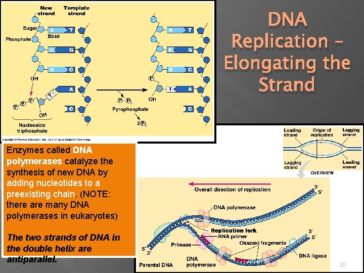 DNA Replication – Elongating the Strand Enzymes called DNA polymerases catalyze the synthesis of