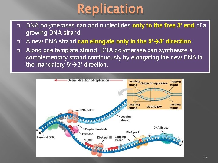 Replication � � � DNA polymerases can add nucleotides only to the free 3