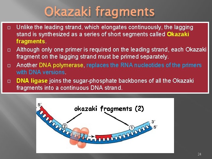 Okazaki fragments � � Unlike the leading strand, which elongates continuously, the lagging stand