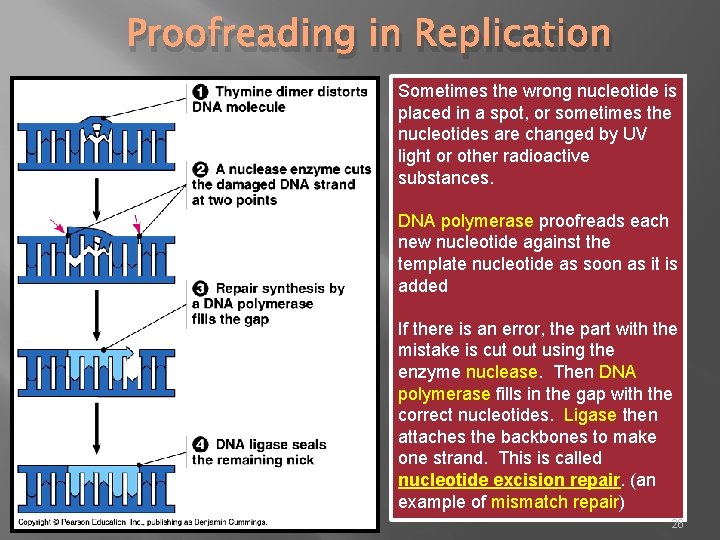 Proofreading in Replication Sometimes the wrong nucleotide is placed in a spot, or sometimes