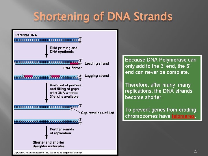 Shortening of DNA Strands Because DNA Polymerase can only add to the 3’ end,