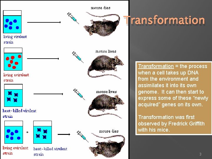 Transformation = the process when a cell takes up DNA from the environment and
