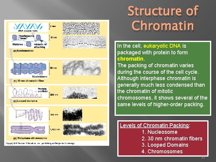 Structure of Chromatin In the cell, eukaryotic DNA is packaged with protein to form