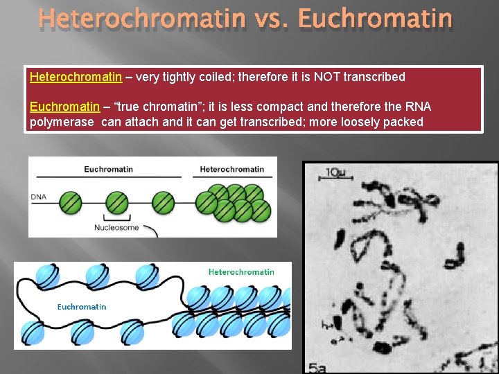 Heterochromatin vs. Euchromatin Heterochromatin – very tightly coiled; therefore it is NOT transcribed Euchromatin