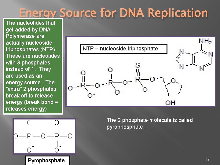 Energy Source for DNA Replication The nucleotides that get added by DNA Polymerase are