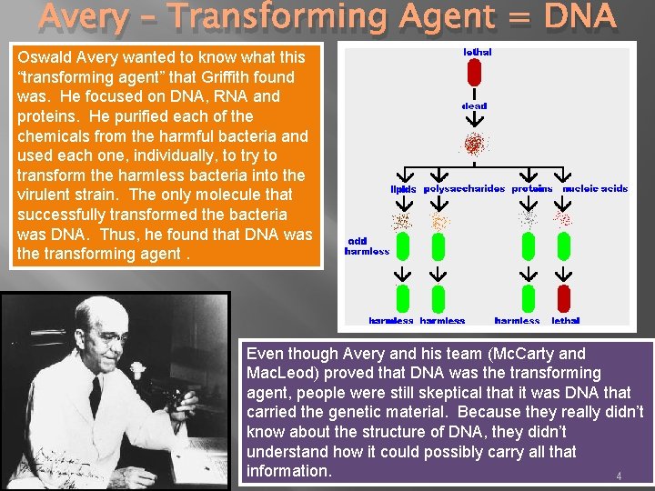 Avery – Transforming Agent = DNA Oswald Avery wanted to know what this “transforming