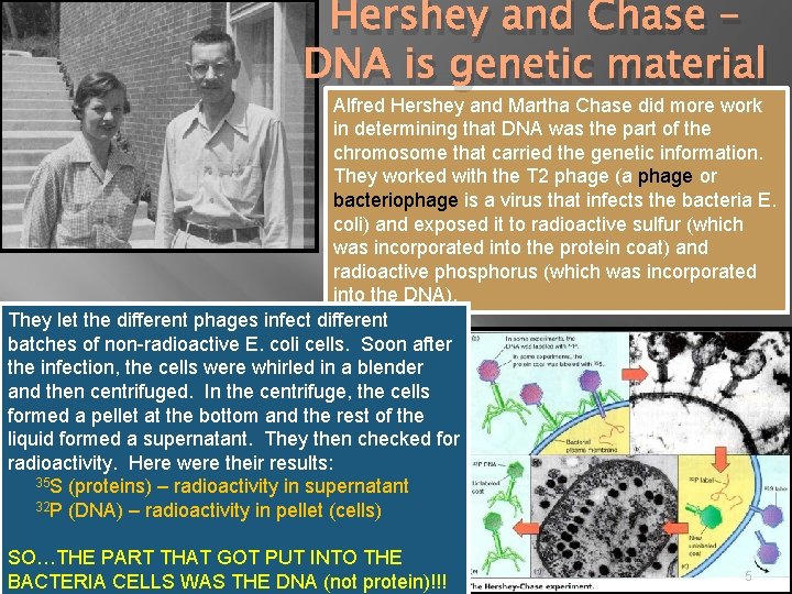 Hershey and Chase – DNA is genetic material Alfred Hershey and Martha Chase did