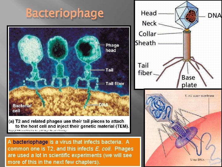 Bacteriophage A bacteriophage is a virus that infects bacteria. A common one is T