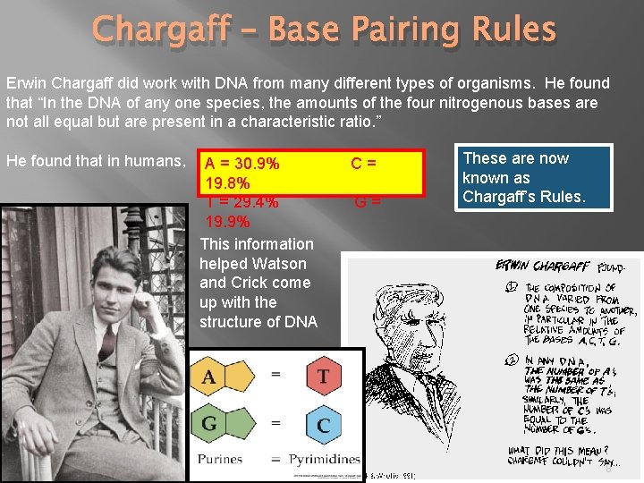 Chargaff – Base Pairing Rules Erwin Chargaff did work with DNA from many different