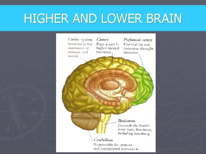 HIGHER AND LOWER BRAIN 