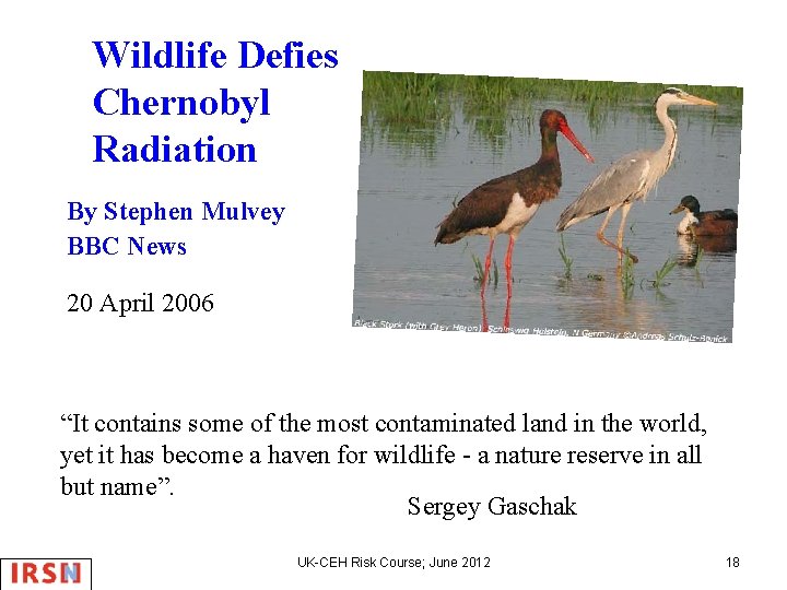 Wildlife Defies Chernobyl Radiation By Stephen Mulvey BBC News 20 April 2006 “It contains