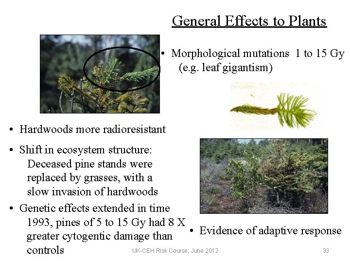 General Effects to Plants • Morphological mutations 1 to 15 Gy (e. g. leaf