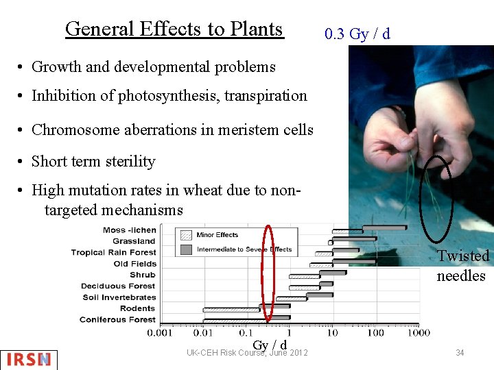 General Effects to Plants 0. 3 Gy / d • Growth and developmental problems